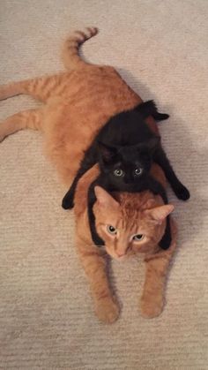 two cats laying on top of each other on the floor