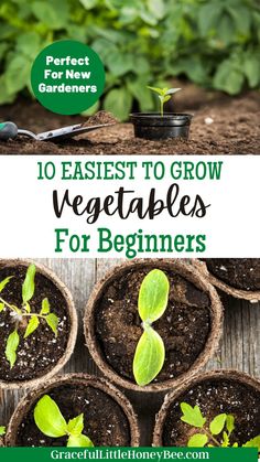 seedlings in pots with the title 10 easy to grow vegetables for beginner's