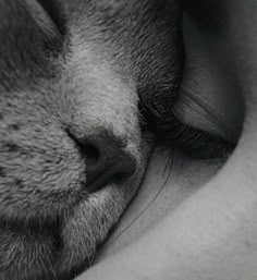 a black and white photo of a cat sleeping with its head on the arm of a woman