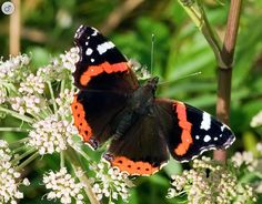 an orange and black butterfly sitting on some white flowers