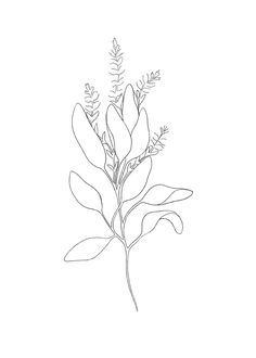 a black and white drawing of a plant