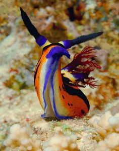 an orange, blue and black fish with its mouth open sitting on the bottom of a coral