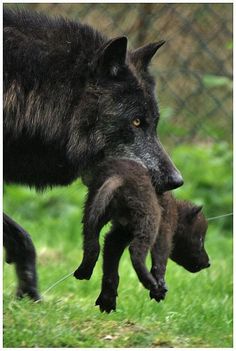 a wolf and her baby are walking in the grass near a chain link wire fence