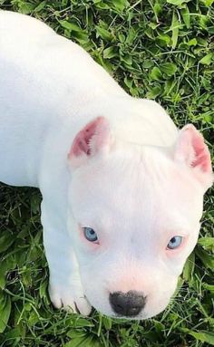 a white dog with blue eyes laying in the grass