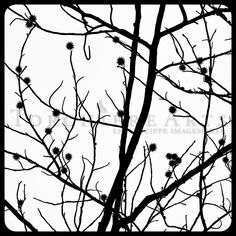 black and white photograph of tree branches with leaves