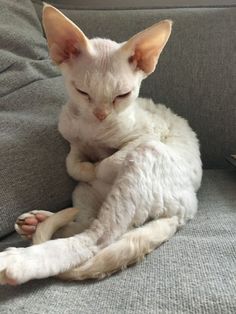 a white cat sitting on top of a gray couch