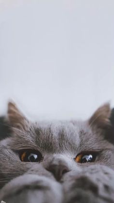 a gray cat with yellow eyes looking at the camera