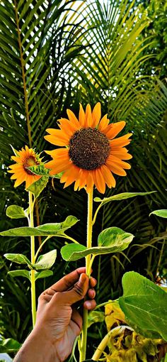 a sunflower being held up by someone's hand in front of some plants