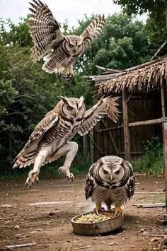 two owls are flying over a food dish in front of an owl that is sitting on the ground