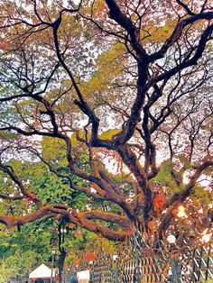 an old tree in the middle of a park with lots of leaves on it's branches