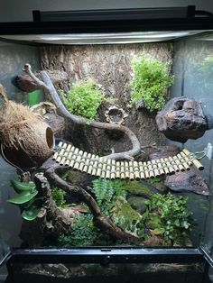 an aquarium filled with plants and rocks