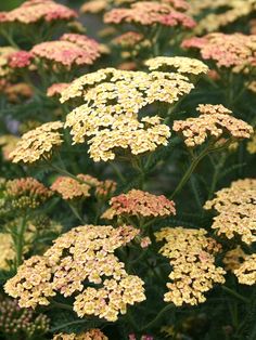 Achillea Peachy Seduction - Order Yarrow with Dutch Grown Plants For Borders, Wildflower Gardens, Yarrow Plant, Spanish Bluebells, Root Plants, Yarrow Flower, Glory Of The Snow, Summer Flowering Bulbs, Achillea Millefolium