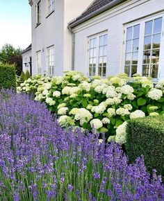 an instagram photo with flowers and bushes in front of a house