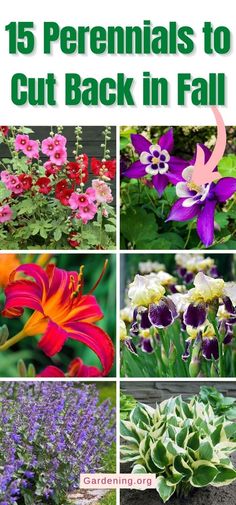 different flowers and plants with text overlay that says 15 perennials to cut back in fall