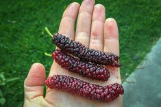 two small red bugs sitting on the palm of someone's hand in front of some green grass