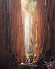 two people standing in the middle of a forest with giant sequts on either side