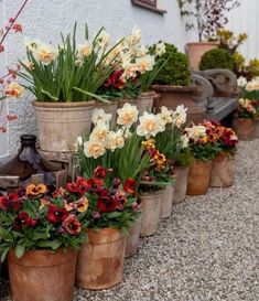 many potted flowers are lined up on the ground