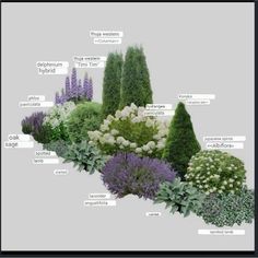 the different types of plants are labeled in this diagram, and each has their own name