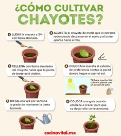 a poster with instructions on how to grow and care for chayotes in the garden