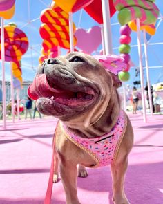 A happy French Bulldog wearing a pink sprinkle-patterned harness stands on a pink surface at Sugar Rush Toronto. The background is filled with colorful, oversized candy-like decorations, creating a vibrant and playful carnival atmosphere. Whistler Mountain, Stanley Park Vancouver, Navy Pier Chicago, Pink Sprinkles, Beach San Diego, Mount Royal, Central Park Nyc