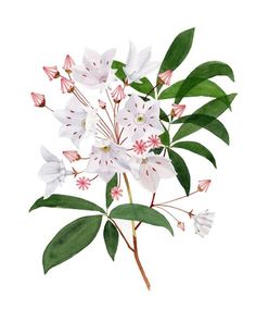 white flowers with green leaves on a white background