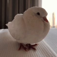 a small white bird standing on top of a bed