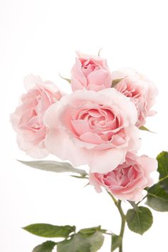 three pink roses with green leaves in a vase