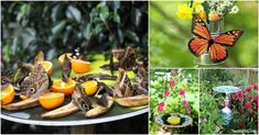 there are many different pictures with oranges and butterflies