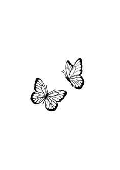 two butterflies flying side by side on a white background, one is black and the other is white