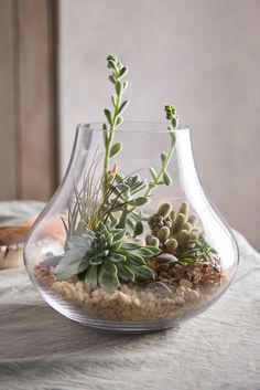 a glass vase filled with plants on top of a table