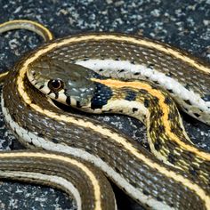 a close up of a snake on the ground