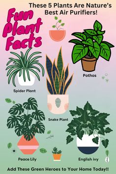 four different types of houseplants with text that reads, these 5 plants are nature's best air purifiers