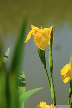 the yellow flowers are blooming next to the water