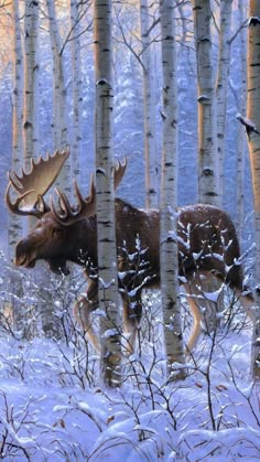 a moose is walking through the woods with snow on its ground and trees in the foreground