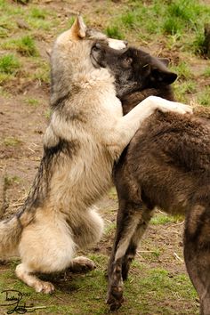 two dogs playing with each other in the grass