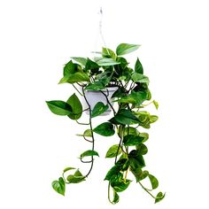 a potted plant with green leaves hanging from it's side on a white background