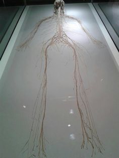 an image of a human body with roots on the floor in a museum display case