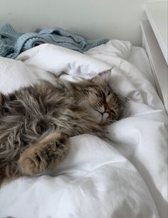 a fluffy cat laying on top of a bed