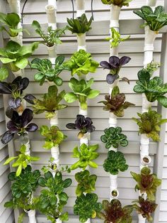 an assortment of plants growing in pots on a white trellis with wooden slats