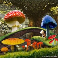 an image of mushrooms and people in the woods