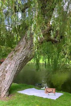 a picnic blanket under a tree next to a lake