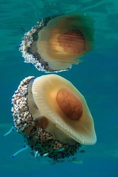 two jellyfishs are swimming in the water