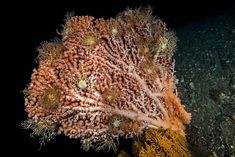 an underwater view of some corals on the ocean floor with dark water in the background