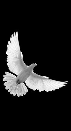 a white bird flying in the air with its wings wide open and spread out, on a black background