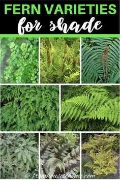 different types of fern varieties for shade