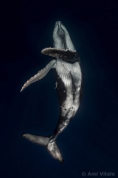 a humpback whale swimming in the ocean