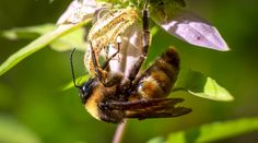 a close up of a bee on a flower