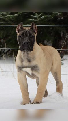 a brown and black dog standing in the snow next to a fence with trees behind it