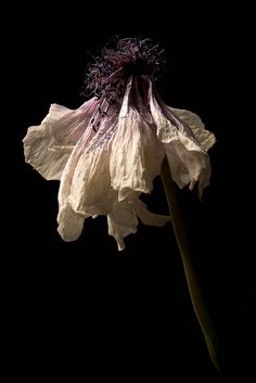 a large white flower with purple stamens