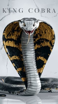 a snake with its mouth open and the words king cobra on it's side